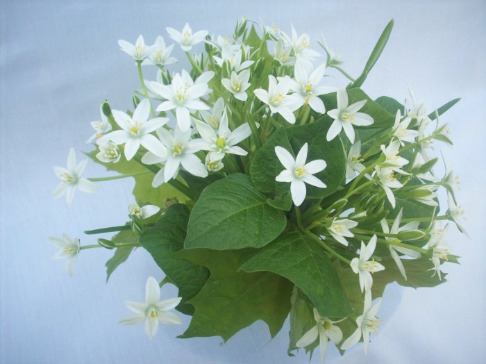 Sprzątanie i upiększanie domów, mieszkań, firm.