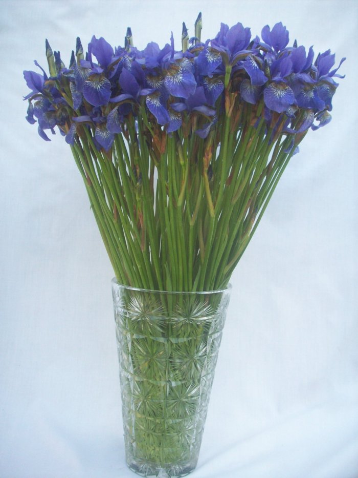 Sprzątanie i upiększanie domów, mieszkań, firm.