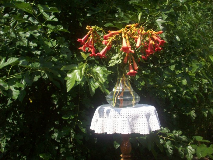 Dzikie zioła ukwiecające pomieszczenia