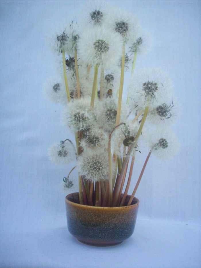 Dzikie zioła ukwiecające pomieszczenia