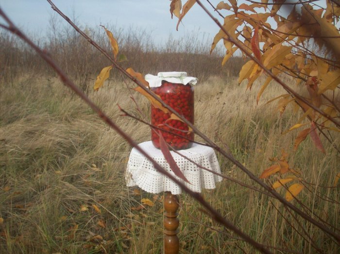 Kiszony owoc dzikiej róży