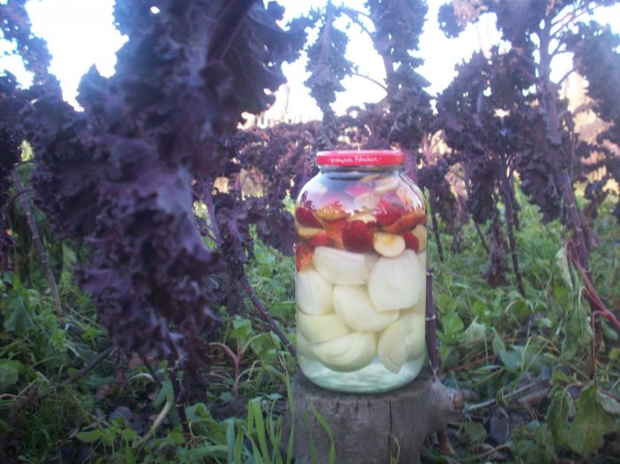 Kiszone jabłka z cebulą