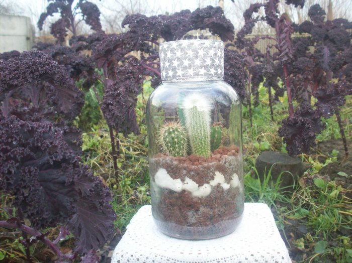 Żywa kompozycja roślinna w szkle 1