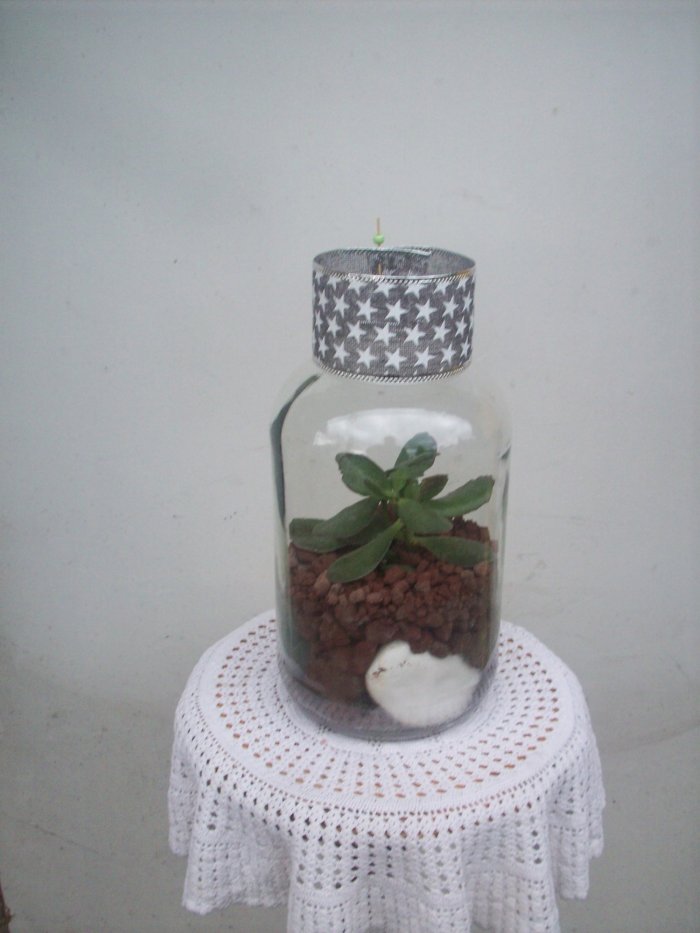 Żywa kompozycja roślinna w szkle 3