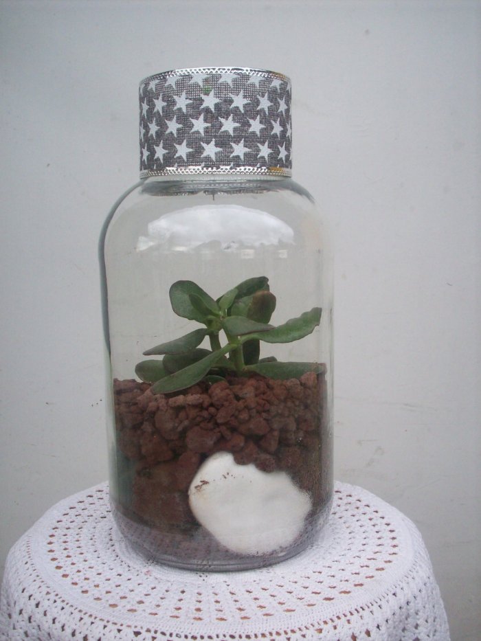 Żywa kompozycja roślinna w szkle 3