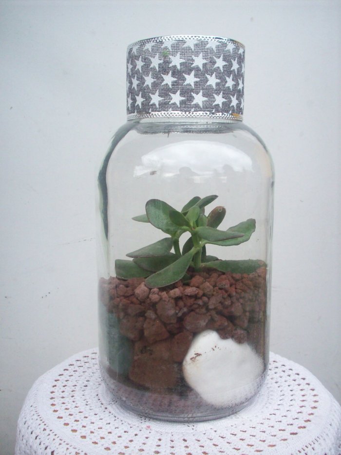 Żywa kompozycja roślinna w szkle 3