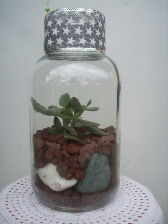 Żywa kompozycja roślinna w szkle 3