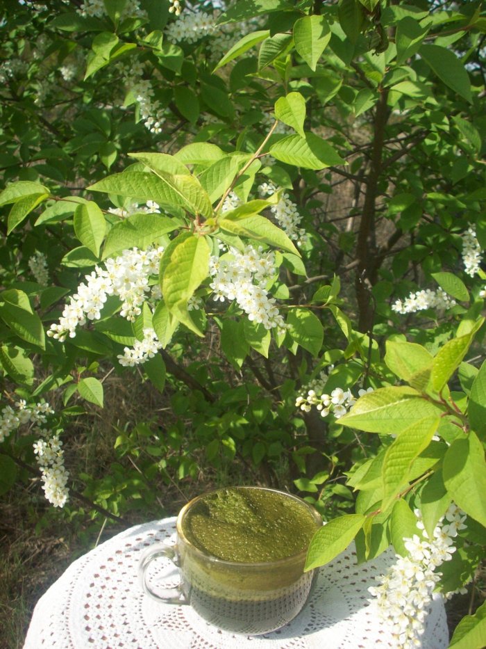 Świeży sok z pokrzywy