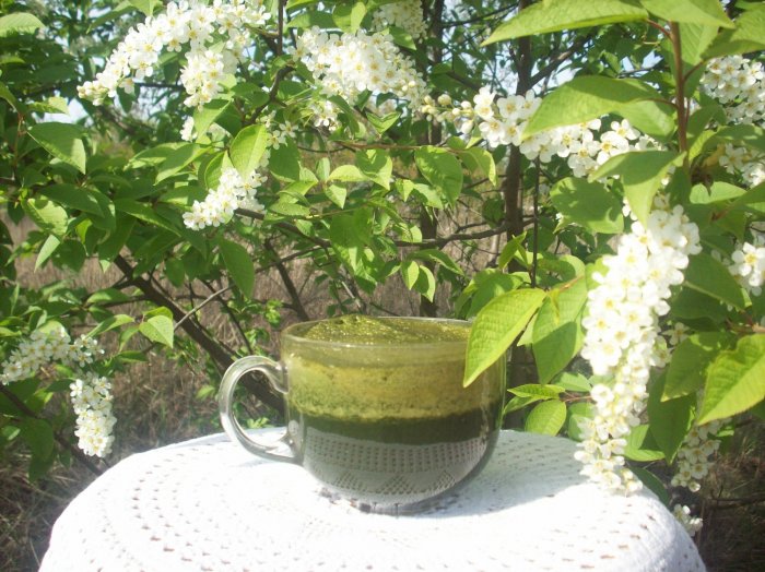 Świeży sok z pokrzywy