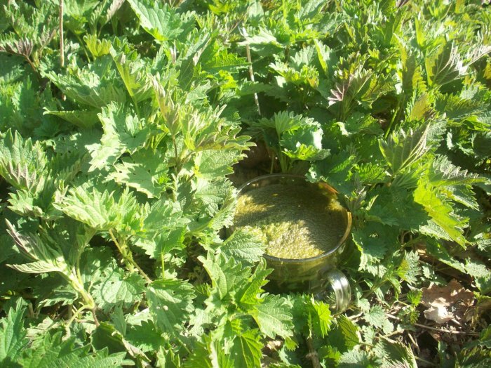 Świeży sok z pokrzywy