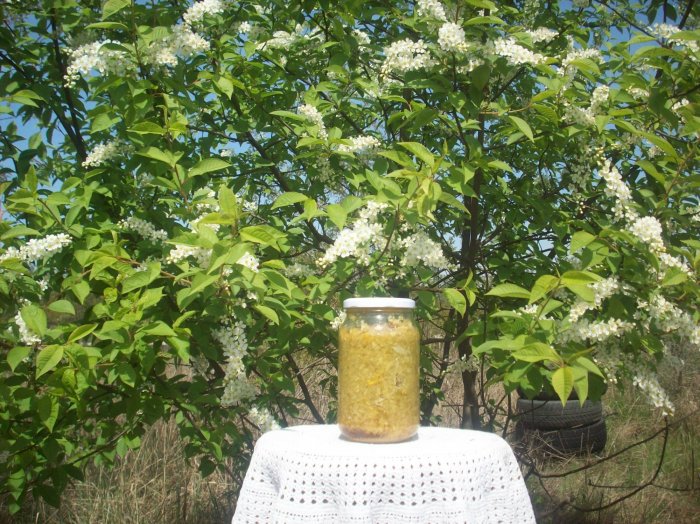 Mikstura na żylaki i zakrzepowe zapalenie żył.