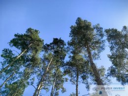 Działka budowlana obok lasu, Międzyborów