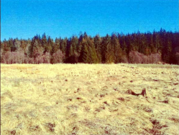 Nieruchomość niezabudowana - Kiczory