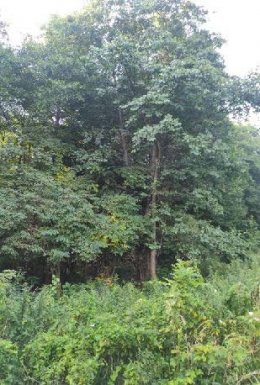 Nieruchomość niezabudowana - Bielsko-Biała