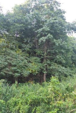 Nieruchomość - Bielsko-Biała