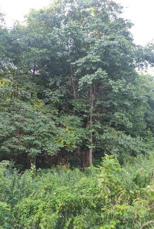 Nieruchomość - Bielsko-Biała