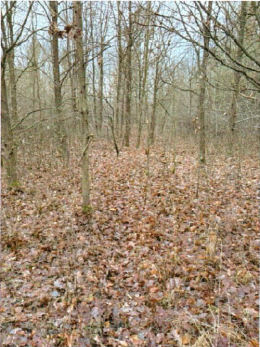 Nieruchomość - Starachowice