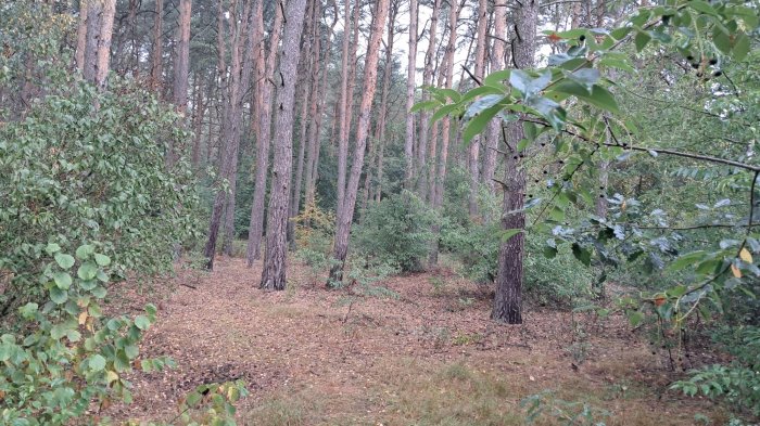 Nieruchomość - Krosinko