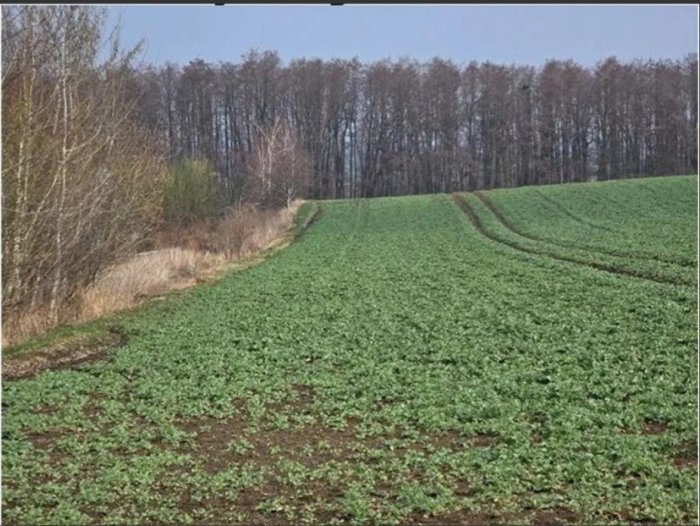 Nieruchomość - Krzanowice